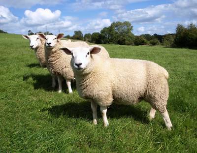 Schaap herkent met gemak gezichten van Obama en Emma Watson