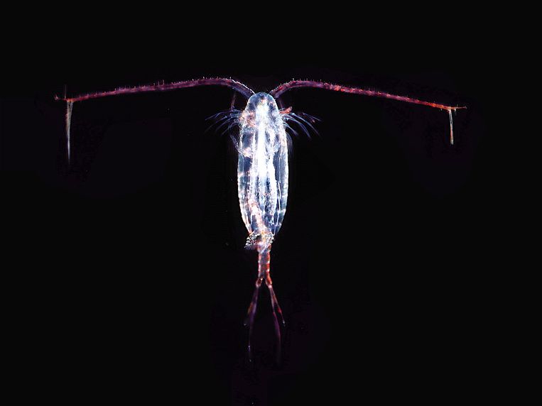 via-plankton-komt-microplastic-in-onze-voedselketen-trouw