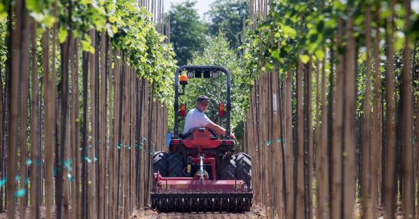 Laanboomroute moet de sector sterker op de kaart zetten