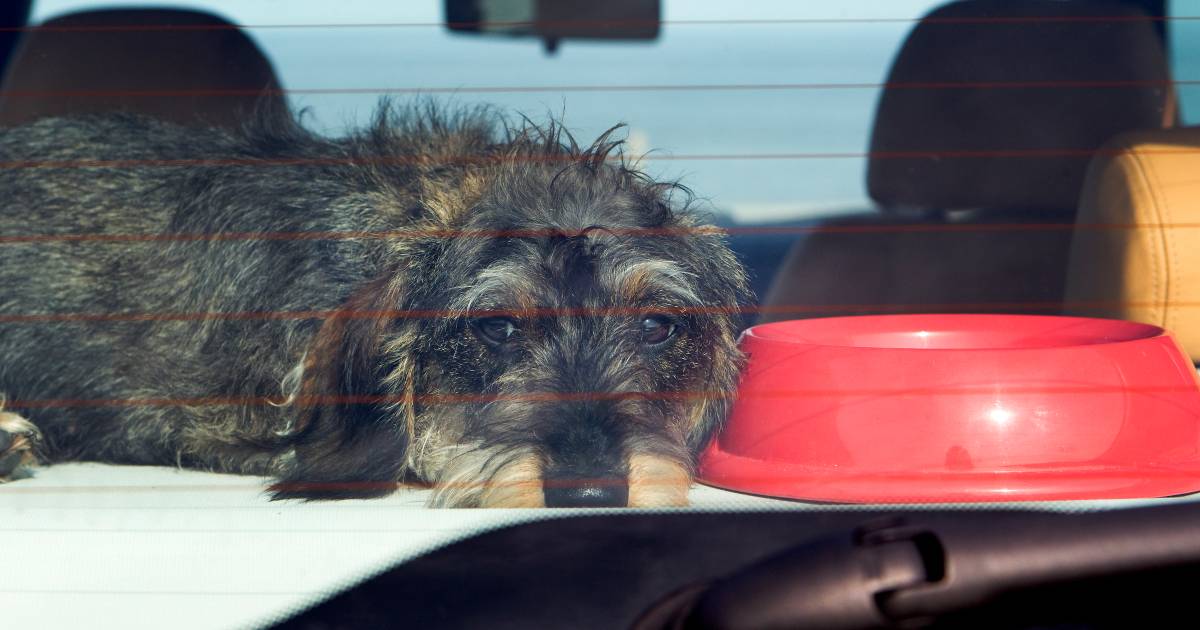 Dit is waarom je de komende dagen geen hond in je auto moet laten zitten - De Gelderlander