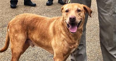 Agent gedegradeerd nadat hij K9-hond in asiel dumpt: ‘Je doet dit werk omdat je van honden houdt’