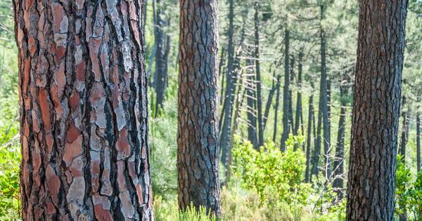 Aanplant eerste Brabantse agroforestry-bos in Riel