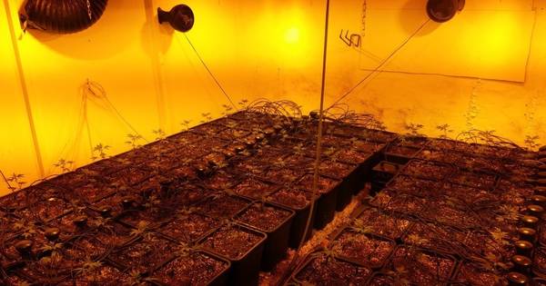 Hennepkwekerij ontmanteld in Andel | Waalwijk, Heusden eo - BD.nl