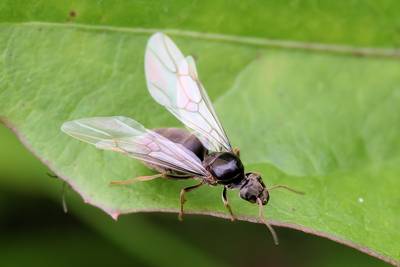 Overal vliegende mieren gespot: massaal beginnen ze hun bruidsvlucht
