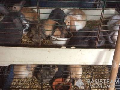 Dierenpolitie vindt 250 knaagdieren op 6 vierkante meter