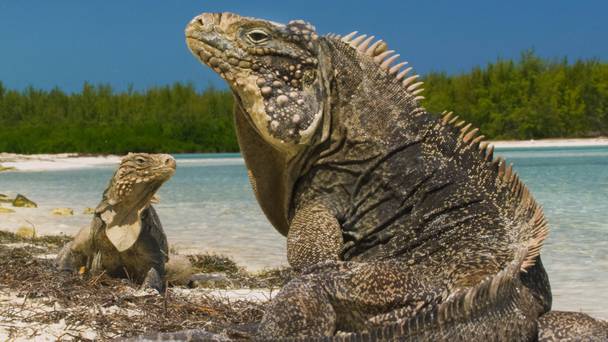 Wild Cuba: A Caribbean Journey