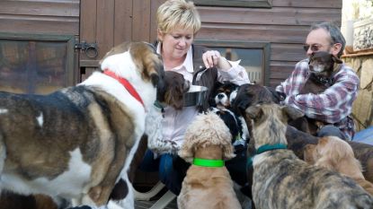 Al 18.000 honden gered in Spanje