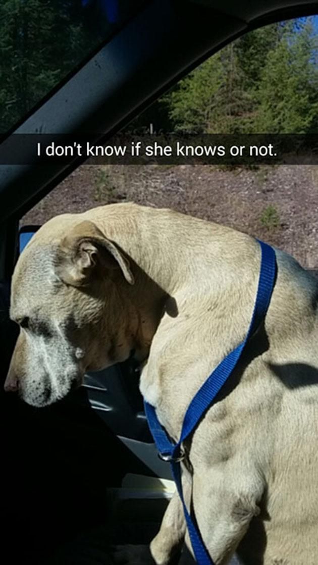 Vertederend Vrouw Legt Laatste Dag Stervende Hond Vast Op Snapchat Default Hln Be