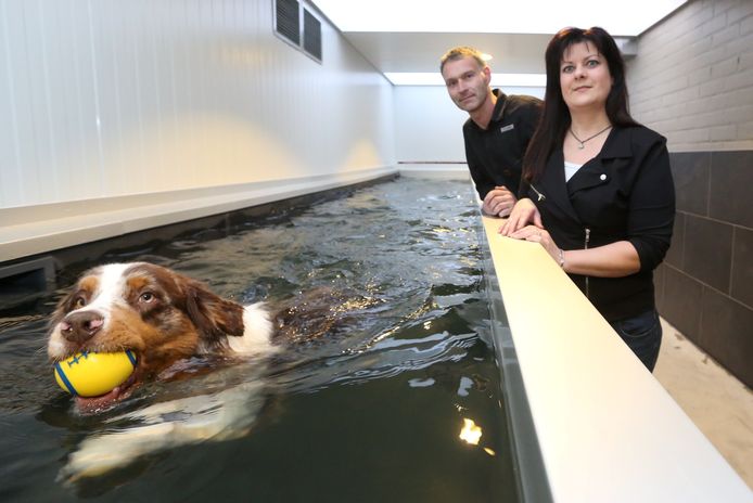 Honden Trekken Baantjes In Zwembad Kuurne Hln Be