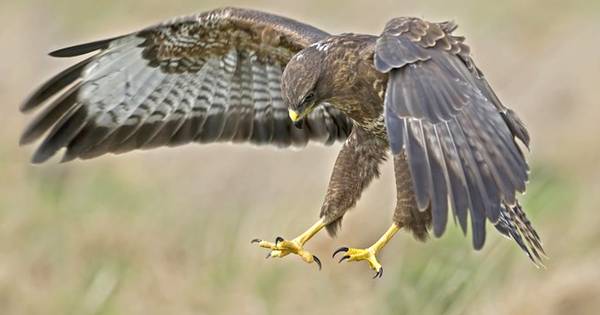 Vogelbescherming: handjevol meldingen buizerdaanvallen per jaar | Enschede eo - Tubantia