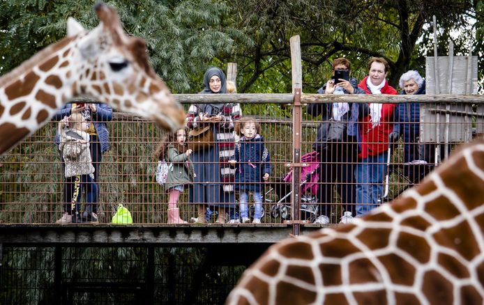 Verwonderlijk Blijdorp gaat op slot, maar de dieren worden 'zo goed mogelijk XJ-87