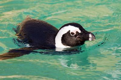 Pinguïn overleden door chloortabletten in water van verblijf
