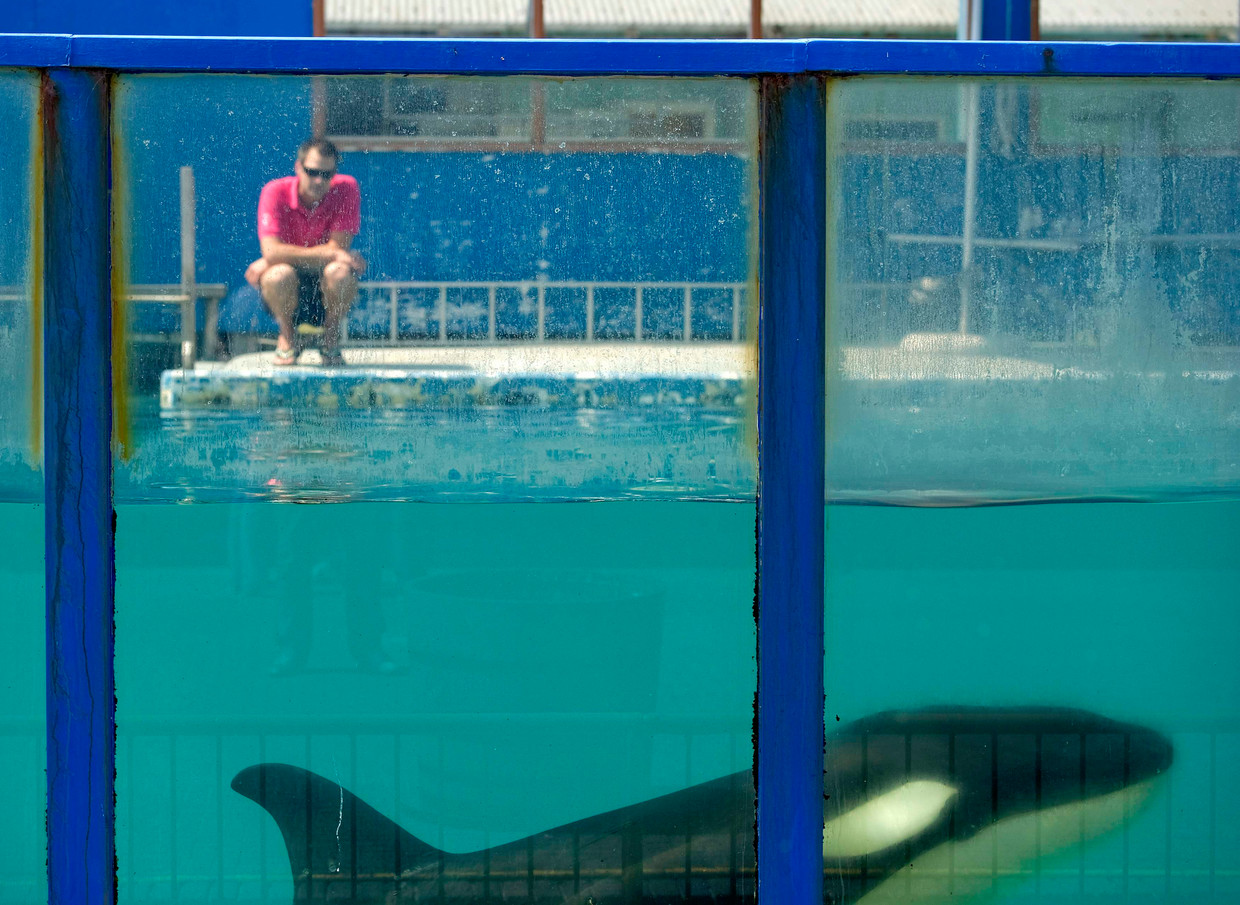 Dolfinarium Snapt Niets Van Oproep Om Morgan Vrij Te Laten Het Parool