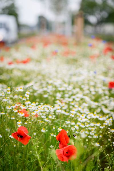 ‘Bloeikaartje’ met ‘droomboom’ in de brievenbus van 1.000 inwoners van Hof van Twente