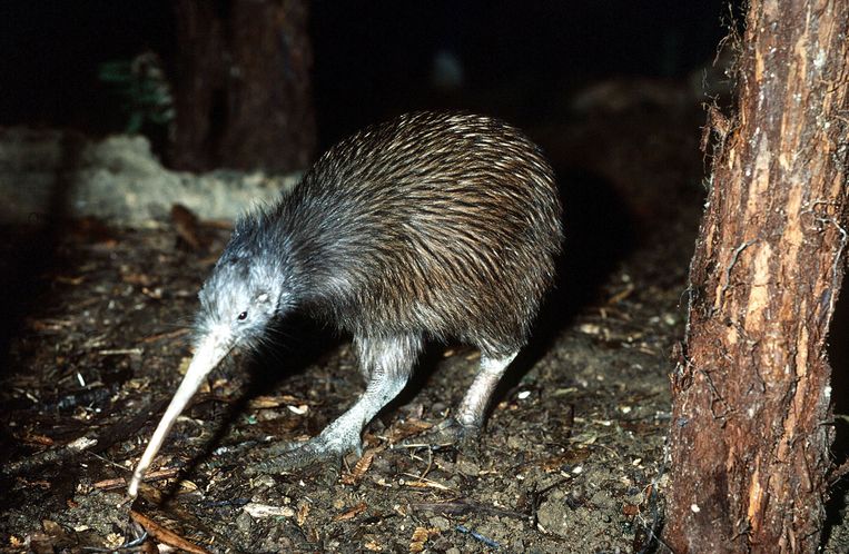 Onder meer de kiwi is met uitsterven bedreigd.