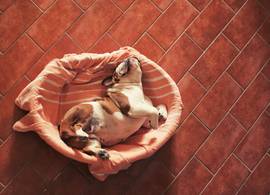 Waarom honden altijd eerst een rondje draaien voor ze gaan liggen