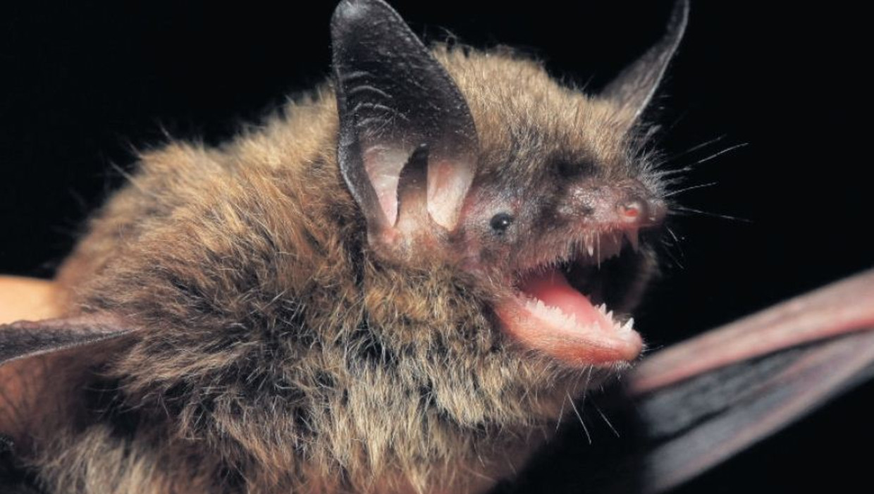 Kleine vleermuis onthult geheim van een lang leven Trouw