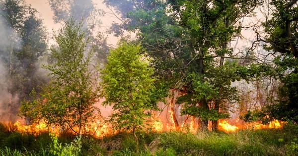 Brandbrief vol grieven uit Helenaveen over grote Peelbrand - Eindhovens Dagblad