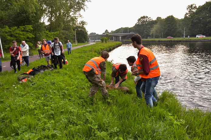 Hert uit kanaal Tilburg gered