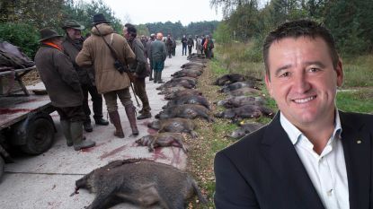 Burgemeester Hechtel-Eksel met de dood bedreigd na drijfjacht op everzwijnen