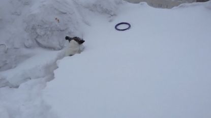 Hondje springt door dik pak sneeuw voor speeltje
