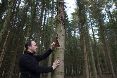 Eerst de droogte, toen de kever: bijna alle fijnsparren zijn dood