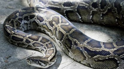 Man wil rustig tv kijken, maar wordt dan opgeschrikt door reusachtige python in de muur van zijn woonkamer