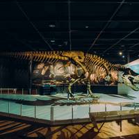 Deze dinosaurus liep op zijn tenen ‘als een kip van 8.000 kilo’