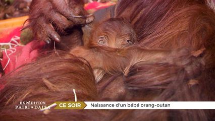 1. Naissance d'un bébé orang-outan