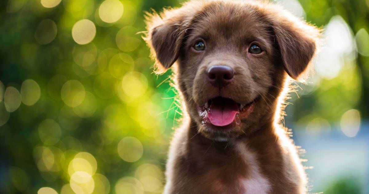 Puppy Overreden In Veenendaal Bestuurder Rijdt Door Utrecht Gelderlander Nl