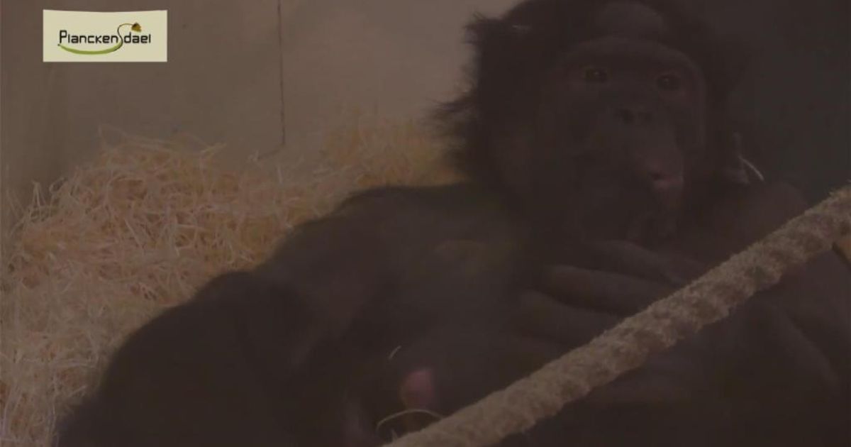 Planckendael zet babyboom voort met kleine bonobo - De Morgen