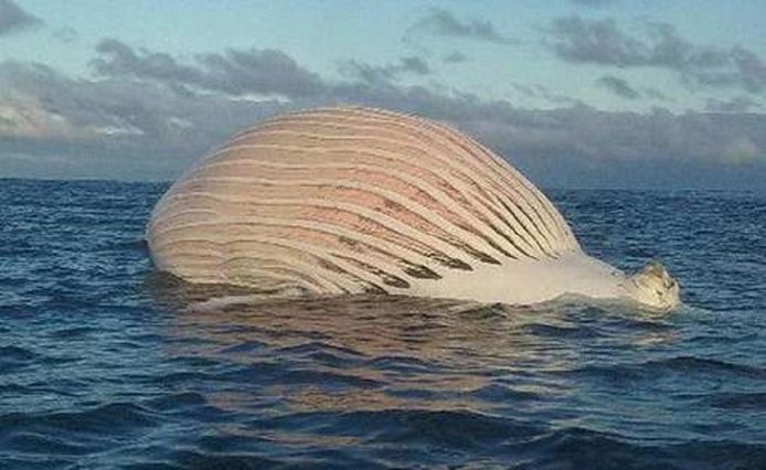 Un Bateau Une Montgolfiere Un Pecheur A Eu Une Drole De Surprise Insolite 7sur7 Be