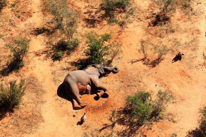 In this supplied photo a dead elephant lies in the bush in the Okavango Delta, Botswana, Monday May 25, 2020.  Botswana says it is investigating a staggeringly high number of elephant carcasses, with 275 found in the popular Okavango Delta area of the southern African nation in recent weeks.(Photo via AP)