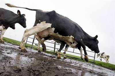 Vijftien transportbedrijven op de bon voor sjoemelen met vee en mest