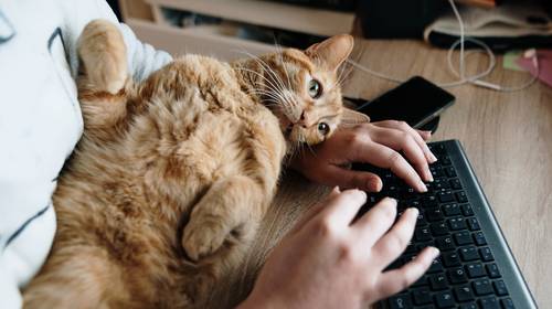 Vindt je kat het leuk om je te storen tijdens videocalls?