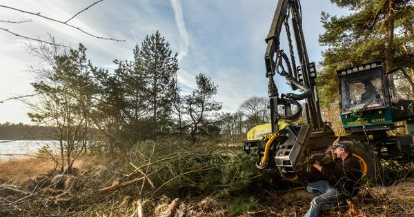 Honderden bomen weg bij het Galgeven
