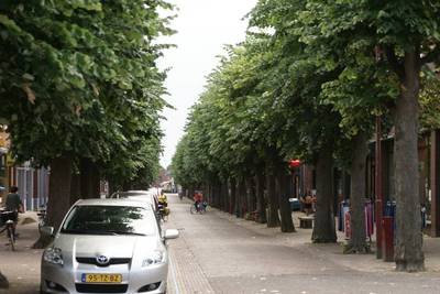 Monumentale zilverlindes Marktstraat in Made blijven gespaard