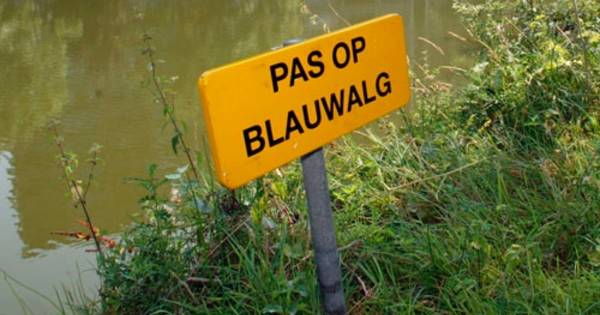 Weer zwemmen zonder blauwalg in De Bijland - De Gelderlander