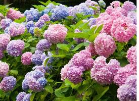 Tuinvlogger Loes: “Dit wil je weten over je hortensia’s”