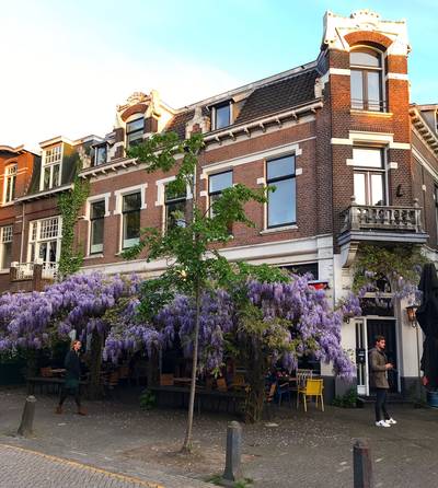 Waarom een boom als dak in Nederland niet zo'n goed idee is