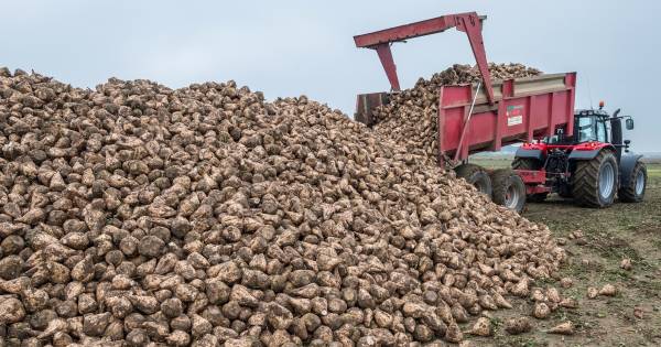 'Luizenbestrijdingsleger' moet suikerbieten beschermen