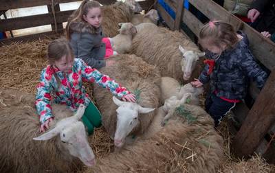 Tweede lammetjesdag Ede vanwege harde wind geschrapt