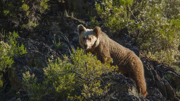 Wildlife in the Cantabrian Mountains