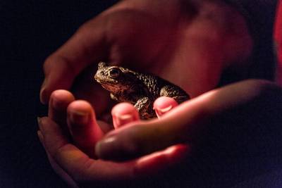 Late lente zorgt voor padden-files