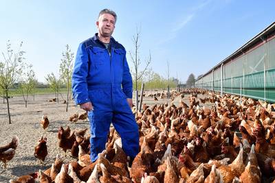 Kippenboeren: NVWA medeschuldig aan Fipronil-crisis