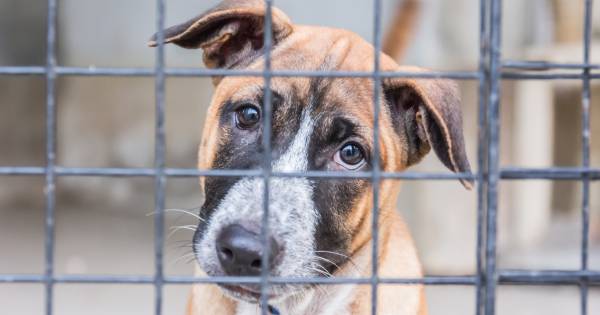 Aangifte tegen hondenhandelaar uit Diessen wegens import Oost-Europese puppy's - Eindhovens Dagblad