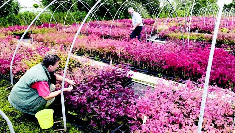 De Japanse Esdoorn Is Liefde Op Het Eerste Gezicht Trouw