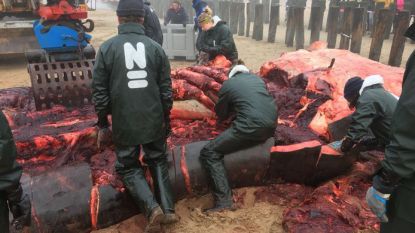 Bloedbad na opensnijden potvis op strand in Zeeland
