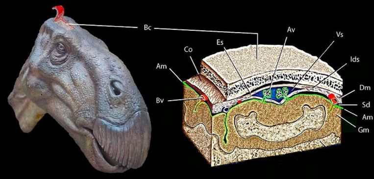 Gevonden aan Engels strand: stukje dinobrein | De Volkskrant
