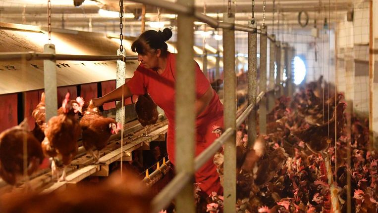 Ook Fipronil In Uw Kippenhok Binnenland Nieuws Hln